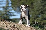 AMSTAFF  PUPPIES 061